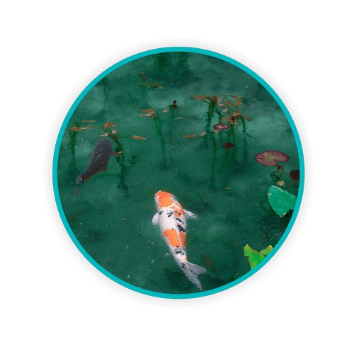 Circle fish forweb